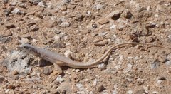 m_Lizard_8_-_1.jpg