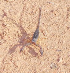 m_Oman_Scorpion_1-a.jpg