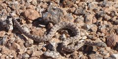 Filename=m_Snake_10.jpg
Filesize=123KiB
Dimensions=800x401
Date added=Sep 14, 2019 m_Snake_10.jpg