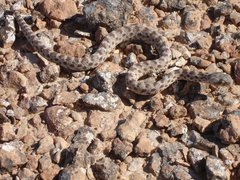 m_Snake_11.jpg