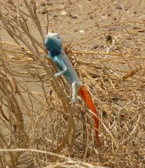 Oman_Lizard_2.jpg