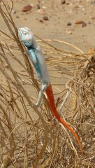 Filename=Oman_Lizard_3.jpg
Filesize=100KiB
Dimensions=454x800
Date added=Sep 14, 2019 Oman_Lizard_3.jpg