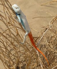 Oman_Lizard_4.jpg