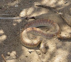 Oman_Snake-Sand_Boa_1.jpg