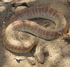 Oman_Snake-Sand_Boa_2.jpg