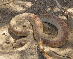 Oman_Snake-Sand_Boa_3.jpg