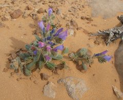 Libya_Trip_1_Purple_Flower_1.jpg