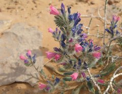 Libya_Trip_1_Purple_Flower_3.jpg