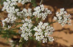 Libya_Trip_1_Small_White_Flowers_3.jpg