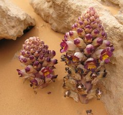 Libya_Trip_1_Strange_Flower_2.jpg
