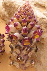 Libya_Trip_1_Strange_Flower_3.jpg