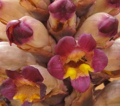 Libya_Trip_1_Strange_Flower_6.jpg