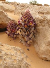 Libya_Trip_1_Strange_Flower_9.jpg