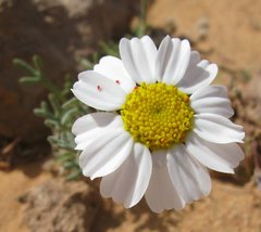 Libya_Trip_1_White_Fowers_3.jpg