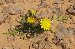 Libya_Trip_1_Yellow_Flowers_with_butterfly_1.jpg