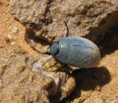 Libya_Trip_1_Beetle_3.jpg