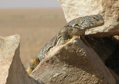 Libya_Trip_1_Big_Lizard_5.jpg