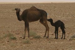 Libya_Trip_1_Camels_13.jpg