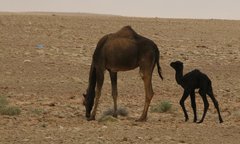 Libya_Trip_1_Camels_9.jpg
