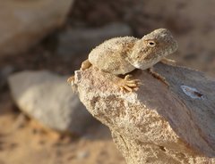 Libya_Trip_1_Lizard_on_Rock_10.jpg