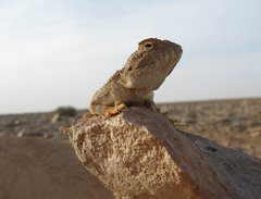 Libya_Trip_1_Lizard_on_Rock_12.jpg