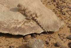 Libya_Trip_1_Lizard_on_Rock_2.jpg