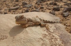 Libya_Trip_1_Lizard_on_Rock_6.jpg