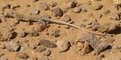 Libya_Trip_1_Small_Lizard_3.jpg
