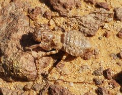Libya_Trip_1_Wierd_Bug_1.jpg