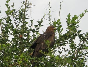 Sudan_2009_Eagle_2.jpg