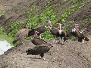 Sudan_2009_Vultures_2.jpg