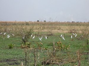 m_Egrets_3.JPG