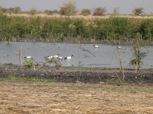 m_Ibis_in_swamp_1.JPG