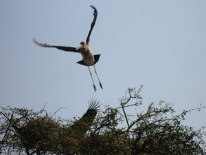 m_Marabu_stork_in_flight.JPG