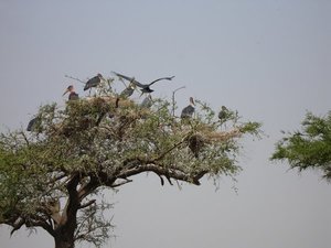 m_Marabu_storks_10.JPG