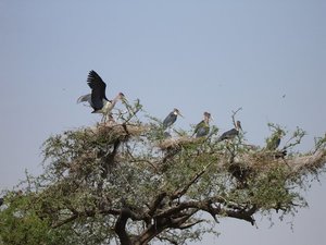 m_Marabu_storks_11.JPG