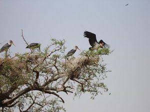 m_Marabu_storks_15.JPG