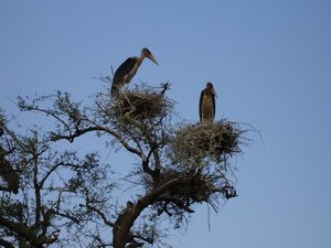 m_Marabu_storks_25.JPG