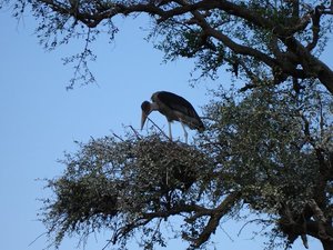 m_Marabu_storks_26.JPG