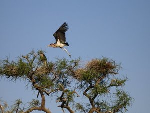 m_Marabu_storks_32.JPG