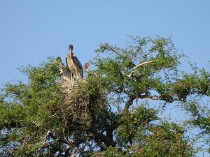 m_Marabu_storks_35.JPG