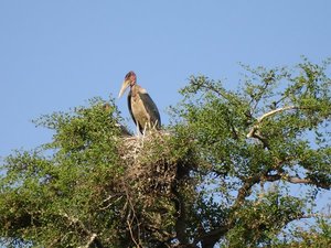 m_Marabu_storks_36.JPG