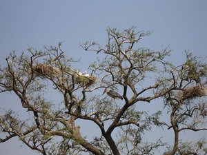 m_Marabu_storks_with_Chicks.JPG
