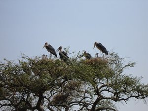 m_Marabu_storks_with_chicks_3.JPG