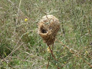 m_Weaver_Bird_Nest_1.JPG
