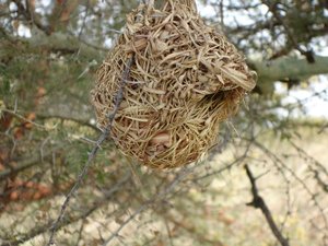 m_Weaver_Bird_Nest_2.JPG