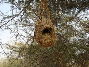 m_Weaver_Bird_Nest_3.JPG