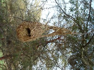 m_Weaver_Bird_Nest_4.JPG