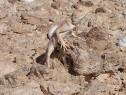 Filename=m_Lizard_3.JPG
Filesize=87KiB
Dimensions=640x480
Date added=Sep 10, 2019 m_Lizard_3.JPG