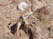 Filename=m_Lizard_4.JPG
Filesize=80KiB
Dimensions=640x480
Date added=Sep 10, 2019 m_Lizard_4.JPG